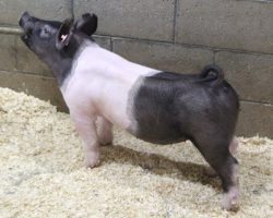 Sire: Foresight<br>
Sire of Dam: Cowboy Swag 134-9
<br>
<a href="https://www.youtube.com/watch?v=6qRujfvpLKs" target="_blank" rel="noopener noreferrer">YOUTUBE LINK</a>