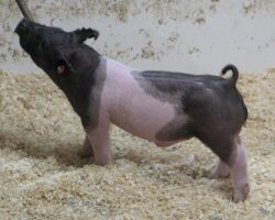 Sire: Outbreak<br>
Sire of Dam: Bad Man 99-4<br>
<a href="https://www.youtube.com/watch?v=kwUKfq11y18" target="_blank" rel="noopener noreferrer">YOUTUBE LINK</a>