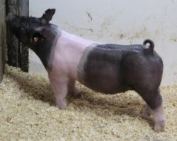 Sire: Foresight<br>
Sire of Dam: Cowboy Swag 134-9<br>
** Lot 50 has a small hernia in his flank that will require a vet to fix. He sells as-is, or our vet can fix him at no cost to the buyer on 2/10**<br>
<a href="https://www.youtube.com/watch?v=fpiAN5FKv_U" target="_blank" rel="noopener noreferrer">YOUTUBE LINK</a>