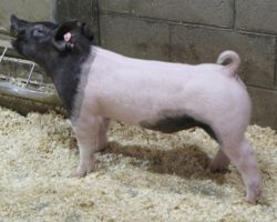 Sire: Outbreak<br>
Sire of Dam: Monster Square 46-1<br>
<a href="https://www.youtube.com/watch?v=rGzFolpq3kc" target="_blank" rel="noopener noreferrer">YOUTUBE LINK</a>