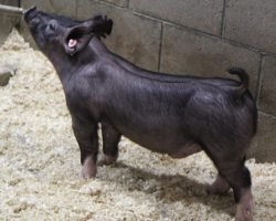 Sire: Outbreak<br>
Sire of Dam: Lock It Up 106-6<br>
** Lot 52 has a retained testicle that will require a vet to fix. He sells as is, or if the buyer so chooses, our vet can fix him here at the farm on 2/10**
<br>
<a href="https://www.youtube.com/watch?v=xI8Wk3DwArc" target="_blank" rel="noopener noreferrer">YOUTUBE LINK</a>