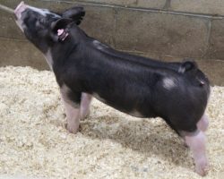 Sire: Monster<br>
Sire of Dam: Mothers Milk 1-8
<br>
<a href="https://www.youtube.com/watch?v=H0gxMYCsM4M" target="_blank" rel="noopener noreferrer">YOUTUBE LINK</a>