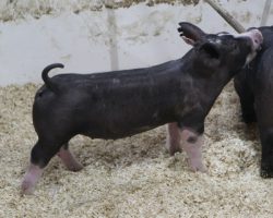 Sire: Bulletproof<br>
Sire of Dam: Keep Talkin 227-2
<br>
<a href="https://www.youtube.com/watch?v=BP_HUTJNHlg" target="_blank" rel="noopener noreferrer">YOUTUBE LINK</a>