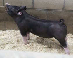 Sire: Bulletproof<br>
Sire of Dam: Keep Talkin 227-2
<br>
<a href="https://www.youtube.com/watch?v=zqrQeqsMAIM" target="_blank" rel="noopener noreferrer">YOUTUBE LINK</a>
