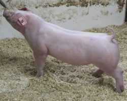 Sire: Boomawang<br>
Sire of Dam: Jack In The Box 138-1
<br>
<a href="https://www.youtube.com/watch?v=rC0fsSldwKU" target="_blank" rel="noopener noreferrer">YOUTUBE LINK</a>