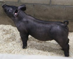 Sire: May We All<br>
Sire of Dam: Unleashed 24-6
<br>
<a href="https://www.youtube.com/watch?v=4KloypzRaPw" target="_blank" rel="noopener noreferrer">YOUTUBE LINK</a>