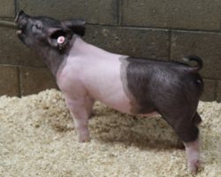 Sire: Outbreak<br>
Sire of Dam: One Armed Bandit 173-5
<br>
<a href="https://www.youtube.com/watch?v=_IeEvgRIMmc" target="_blank" rel="noopener noreferrer">YOUTUBE LINK</a>