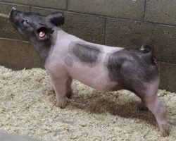 Sire: Outbreak<br>
Sire of Dam: One Armed Bandit 173-5
<br>
<a href="https://www.youtube.com/watch?v=r35H8RX0CSU" target="_blank" rel="noopener noreferrer">YOUTUBE LINK</a>