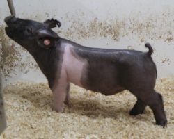 Sire: Breakthrough<br>
Sire of Dam: Wedding Night 119-2<br>
<a href="https://www.youtube.com/watch?v=0GeTuGZLNOc" target="_blank" rel="noopener noreferrer">YOUTUBE LINK</a>