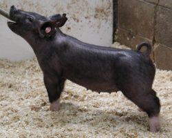 Sire: Breakthrough<br>
Sire of Dam: Straight Survivor 126-1
<br>
<a href="https://www.youtube.com/watch?v=huga__eWgw4" target="_blank" rel="noopener noreferrer">YOUTUBE LINK</a>