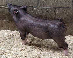 Sire: Breakthrough<br>
Sire of Dam: Straight Survivor 126-1
<br>
<a href="https://www.youtube.com/watch?v=fH0l9s2NwKA" target="_blank" rel="noopener noreferrer">YOUTUBE LINK</a>