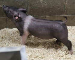 Sire: Brother Love<br>
Sire of Dam: Outta Line 191-1
<br>
<a href="https://www.youtube.com/watch?v=rZDgIAZ-OEU" target="_blank" rel="noopener noreferrer">YOUTUBE LINK</a>