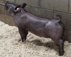 Sire: Junior<br>
Sire of Dam: Renig 28-8
<br>
<a href="https://www.youtube.com/watch?v=93FTNzABGcY" target="_blank" rel="noopener noreferrer">YOUTUBE LINK</a>