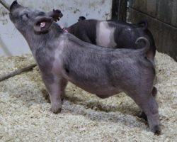Sire: May We All<br>
Sire of Dam: Short Bus 64-2
<br>
<a href="https://www.youtube.com/watch?v=abNaFIF3x1g" target="_blank" rel="noopener noreferrer">YOUTUBE LINK</a>