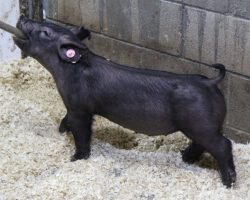 Sire: Brother Love<br>
Sire of Dam: Square Edge 85-10