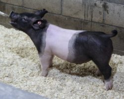 Sire: Brother Love<br>
Sire of Dam: Square Edge 85-10
<br>
<a href="https://www.youtube.com/watch?v=zs3M4kLCg5c" target="_blank" rel="noopener noreferrer">YOUTUBE LINK</a>