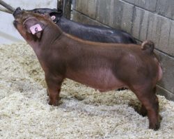 Sire: Kingslayer<br>
Sire of Dam: Adderall 284-7
<br>
<a href="https://www.youtube.com/watch?v=M6n8w9n7NZE" target="_blank" rel="noopener noreferrer">YOUTUBE LINK</a>