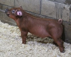 Sire: Kingslayer<br>
Sire of Dam: Adderall 284-7
<br>
<a href="https://www.youtube.com/watch?v=OrbWB19vlpM" target="_blank" rel="noopener noreferrer">YOUTUBE LINK</a>