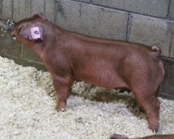 Sire: Kingslayer<br>
Sire of Dam: Adderall 284-7
<br>
<a href="https://www.youtube.com/watch?v=nOY5HScw4UY" target="_blank" rel="noopener noreferrer">YOUTUBE LINK</a>