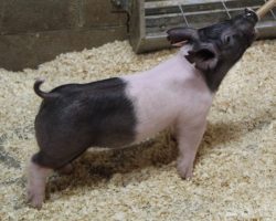 Sire: Brother Love<br>
Sire of Dam: Outta Line 191-1