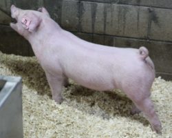 Sire: Boom Town<br>
Sire of Dam: Boomawang 96-6
<br>
<a href="https://www.youtube.com/watch?v=BLqnua8KGUY" target="_blank" rel="noopener noreferrer">YOUTUBE LINK</a>