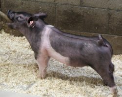 Sire: Junior<br>
Sire of Dam: Dirty South 226-3
<br>
<a href="https://www.youtube.com/watch?v=gy1vaIZGi54" target="_blank" rel="noopener noreferrer">YOUTUBE LINK</a>