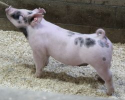 Sire: Junior<br>
Sire of Dam: Dirty South 226-3
<br>
<a href="https://www.youtube.com/watch?v=G1GfGxzY5C0" target="_blank" rel="noopener noreferrer">YOUTUBE LINK</a>