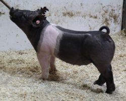 Sire: May We All<br>
Sire of Dam: Short Bus 64-2
<br>
<a href="https://www.youtube.com/watch?v=2_owdt0WVB0" target="_blank" rel="noopener noreferrer">YOUTUBE LINK</a>