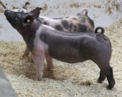 Sire: May We All<br>
Sire of Dam: Short Bus 64-2
<br>
<a href="https://www.youtube.com/watch?v=7f6mx2u_yOM" target="_blank" rel="noopener noreferrer">YOUTUBE LINK</a>