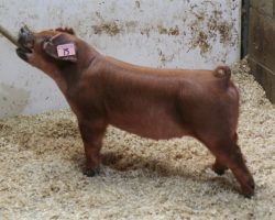Sire: Kingslayer<br>
Sire of Dam: Adderall 284-7
<br>
<a href="https://www.youtube.com/watch?v=I-Y298YDOTA" target="_blank" rel="noopener noreferrer">YOUTUBE LINK</a>