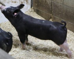 Sire: Throwing Stones<br>
Sire of Dam: Drinking Class 26-5