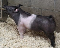 Sire: Outbreak<br>
Sire of Dam: Wedding Night 9-2
<br>
<a href="https://www.youtube.com/watch?v=HJTeyQUSscA" target="_blank" rel="noopener noreferrer">YOUTUBE LINK</a>