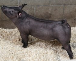 Sire: Outbreak<br>
Sire of Dam: Wedding Night 9-2
<br>
<a href="https://www.youtube.com/watch?v=NgAuyreGWhE" target="_blank" rel="noopener noreferrer">YOUTUBE LINK</a>