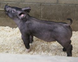 Sire: Brother Love<br>
Sire of Dam: Outta Line 191-1