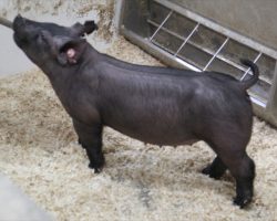 Sire: May We all<br>
Sire of Dam: Short Bus 12-3
<br>
<a href="https://www.youtube.com/watch?v=XjcxuLoGocc" target="_blank" rel="noopener noreferrer">YOUTUBE LINK</a>