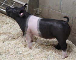 Sire: Outbreak<br>
Sire of Dam: Monster Square 46-1
<br>
<a href="https://www.youtube.com/watch?v=eh4Du4CeaoE" target="_blank" rel="noopener noreferrer">YOUTUBE LINK</a>