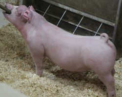 Sire: Change Of Pace<br>
Sire of Dam: Overtime 142-8
<br>
<a href="https://www.youtube.com/watch?v=ZgTuOKcqeDw" target="_blank" rel="noopener noreferrer">YOUTUBE LINK</a>