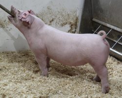 Sire: Change Of Pace<br>
Sire of Dam: Overtime 142-8
<br>
<a href="https://www.youtube.com/watch?v=iPS-ibEMaB0" target="_blank" rel="noopener noreferrer">YOUTUBE LINK</a>