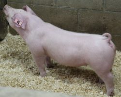 Sire: Change Of Pace<br>
Sire of Dam: Overtime 142-8
<br>
<a href="https://www.youtube.com/watch?v=H8kyDlze88E" target="_blank" rel="noopener noreferrer">YOUTUBE LINK</a>