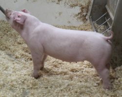 Sire: Boomawang<br>
Sire of Dam: Ein 183-2
<br>
<a href="https://www.youtube.com/watch?v=FJr3PkNVcY4" target="_blank" rel="noopener noreferrer">YOUTUBE LINK</a>