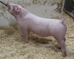 Sire: Boomawang<br>
Sire of Dam: Ein 183-2
<br>
<a href="https://www.youtube.com/watch?v=wf4U6Z3ospQ" target="_blank" rel="noopener noreferrer">YOUTUBE LINK</a>