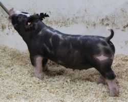 Sire: Monster<br>
Sire of Dam: Keep Talkin 227-1
<br>
<a href="https://www.youtube.com/watch?v=G9MMmM78p58" target="_blank" rel="noopener noreferrer">YOUTUBE LINK</a>