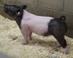 Sire: Outbreak<br>
Sire of Dam: Undisputed 29-12
<br>
<a href="https://www.youtube.com/watch?v=b0zLBFp54qs" target="_blank" rel="noopener noreferrer">YOUTUBE LINK</a>