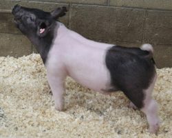 Sire: Brother Love<br>
Sire of Dam: Outta Line 191-1