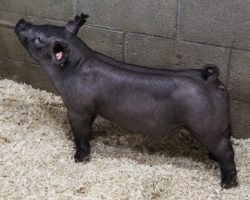 Sire: Outbreak<br>
Sire of Dam: Wedding Night 9-2<br>
<a href="https://www.youtube.com/watch?v=SLd1nmbLST8" target="_blank" rel="noopener noreferrer">YOUTUBE LINK</a>