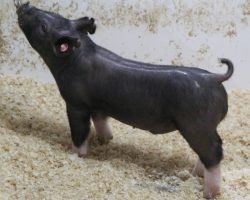 Sire: Breakthrough<br>
Sire of Dam: Straight Survivor 126-1
<br>
<a href="https://www.youtube.com/watch?v=6_tdep7hMEo" target="_blank" rel="noopener noreferrer">YOUTUBE LINK</a>