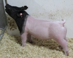 Sire: Foresight<br>
Sire of Dam: On Target 154-5
<br>
<a href="https://www.youtube.com/watch?v=GT8X0IXIXmo" target="_blank" rel="noopener noreferrer">YOUTUBE LINK</a>