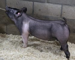 Sire: Never Before<br>
Sire of Dam: Sunshine & Whiskey 27-2
<br>
<a href="https://www.youtube.com/watch?v=D_sotG3mM8s" target="_blank" rel="noopener noreferrer">YOUTUBE LINK</a>