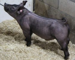 Sire: May We All<br>
Sire of Dam: Short Bus 12-3
<br>
<a href="https://www.youtube.com/watch?v=fJLd5Eni24U" target="_blank" rel="noopener noreferrer">YOUTUBE LINK</a>