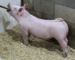 Sire: Jasper<br>
Sire of Dam: Leaps & Bounds 230-3
<br>
<a href="https://www.youtube.com/watch?v=EKnY3UA67i0" target="_blank" rel="noopener noreferrer">YOUTUBE LINK</a>